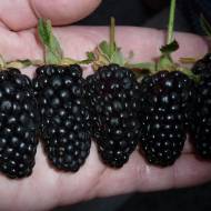 Саженец Ежевика Блэк Мэджик